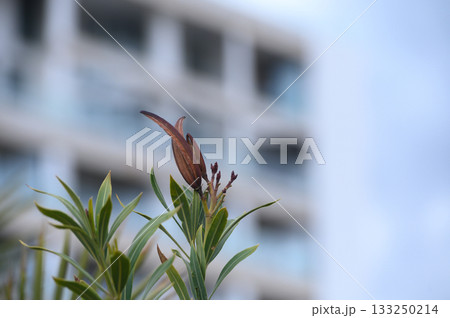 Delicate flower bud reaching for the sky against a backdrop of modern architecture in soft afternoon light Delicate flower bud reaching for the sky against a backdrop of modern architecture in soft afternoon light 133250214
