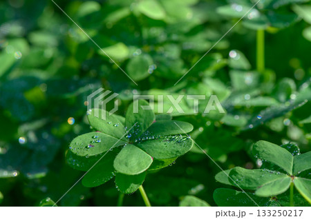 Lush green clover leaves glistening with morning dew in a sunlit garden setting Lush green clover leaves glistening with morning dew in a sunlit garden setting 133250217