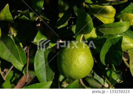 Bright green lime hanging from a vibrant lemon tree in a sunny orchard during late afternoon 133250223