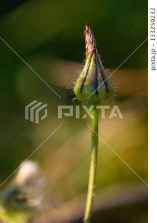 Delicate flower bud poised for awakening amidst a vibrant green backdrop, capturing nature's anticipation in early morning light 133250232