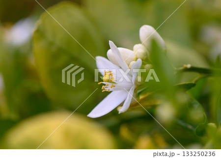 Blooming white citrus flower captures nature's elegance in a vibrant garden setting during spring's gentle embrace Blooming white citrus flower captures nature's elegance in a vibrant garden setting during spring's gentle embrace 133250236