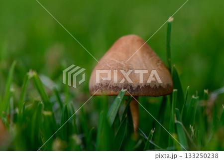 Tiny Wild Mushrooms in Fresh Green Grass Close-Up Tiny Wild Mushrooms in Fresh Green Grass Close-Up 133250238