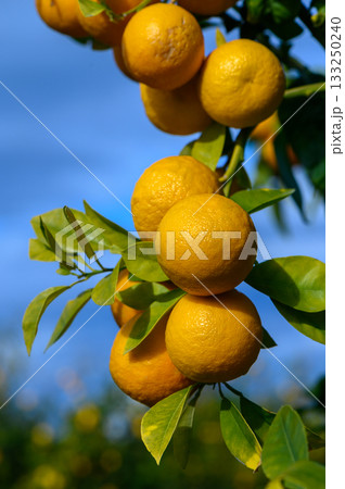 Bright citrus fruits hang from a lush branch under a clear blue sky in a vibrant orchard 133250240