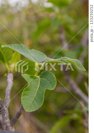 Fresh green leaves on a fig tree sprouting in the warm sunlight of a serene garden in late spring Fresh green leaves on a fig tree sprouting in the warm sunlight of a serene garden in late spring 133250252