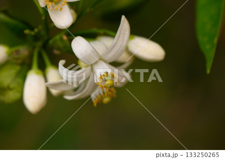 Delicate white citrus flowers bloom in a lush garden, showcasing nature intricate beauty under Delicate white citrus flowers bloom in a lush garden, showcasing nature intricate beauty under 133250265
