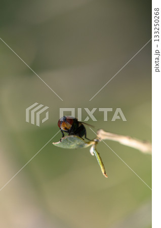 Colorful insect perched delicately on a leaf in a serene natural setting under soft sunlight 133250268