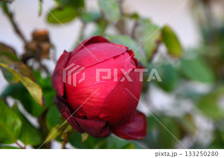 Vibrant red rosebud blooming softly in a lush green garden at twilight 133250280