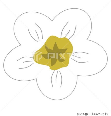 cute white flower illustration 133250419