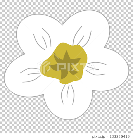 cute white flower illustration 133250419