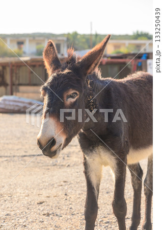 A curious donkey explores the rustic farmyard at sunset, capturing the charm of rural life. 133250439