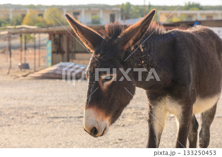 A curious donkey explores a sunlit rural landscape in the early morning hours. A curious donkey explores a sunlit rural landscape in the early morning hours. 133250453