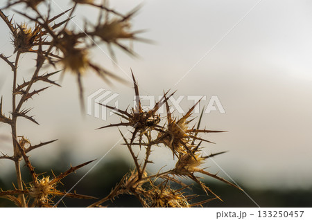 Thorny branches stretch toward the evening sky in a serene, natural landscape at dusk. Thorny branches stretch toward the evening sky in a serene, natural landscape at dusk. 133250457