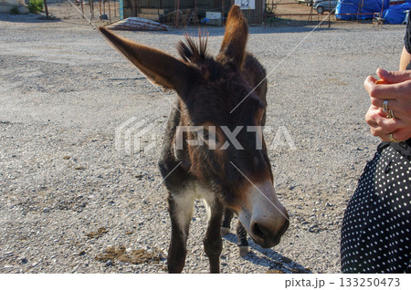 A curious donkey approaches a visitor in a sunny rural setting during the afternoon. 133250473
