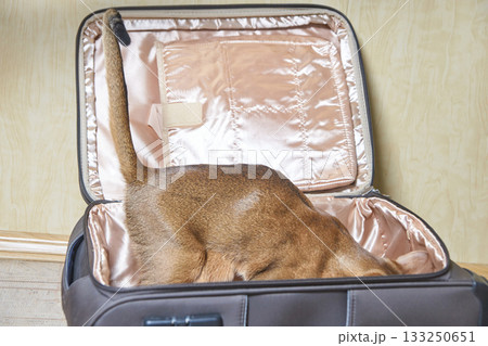Cat exploring inside open luggage: curious feline in open suitcase with beige 133250651