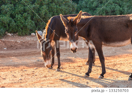 Two brown donkeys grazing peacefully under the setting sun in a serene rural landscape. 133250703