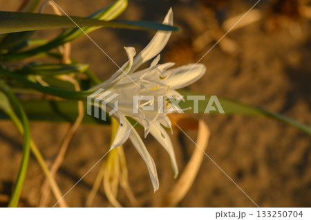 Delicate white flower blooms gracefully on sandy soil at sunset by the shoreline. 133250704