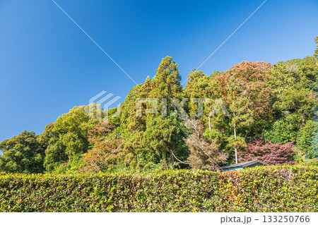 安土城跡 滋賀県近江八幡市 安土城跡 滋賀県近江八幡市 133250766