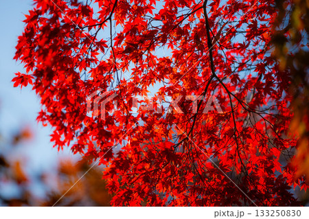 真っ赤な紅葉 133250830