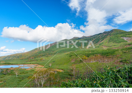 大雪山・沼の平の草紅葉と池塘の秋景色（北海道） 133250914