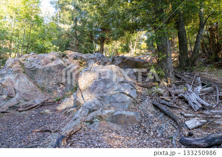 冬の双ヶ丘 岩と山林 京都府京都市右京区 冬の双ヶ丘 岩と山林 京都府京都市右京区 133250986