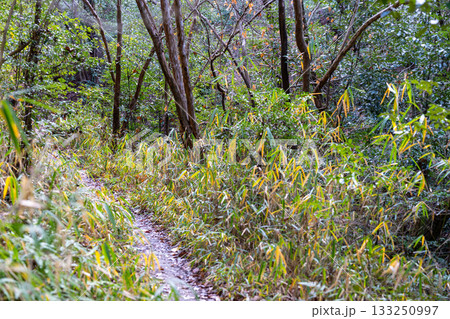 冬の双ヶ丘 木漏れ日の遊歩道1 京都府京都市右京区 冬の双ヶ丘 木漏れ日の遊歩道1 京都府京都市右京区 133250997