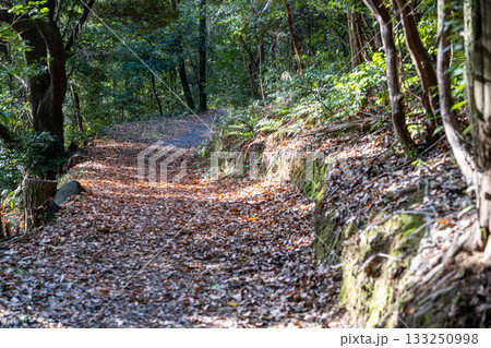 冬の双ヶ丘 木漏れ日の遊歩道2 京都府京都市右京区 冬の双ヶ丘 木漏れ日の遊歩道2 京都府京都市右京区 133250998