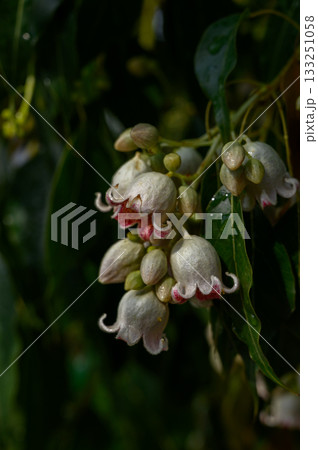 Brachychiton populneus tree with green foliage Brachychiton populneus tree with green foliage 133251058