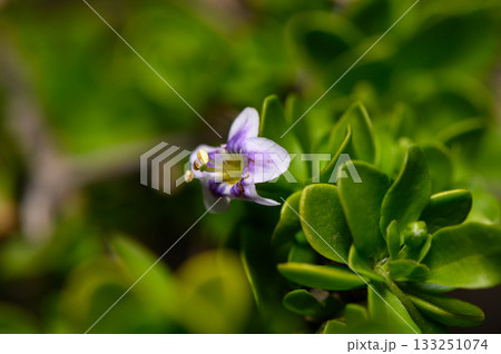 Delicate purple flower blooms amidst vibrant green foliage under gentle sunlight. 133251074