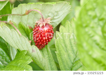 Close up of a red wild strawberry on green leaves in natural garden setting Close up of a red wild strawberry on green leaves in natural garden setting 133251223