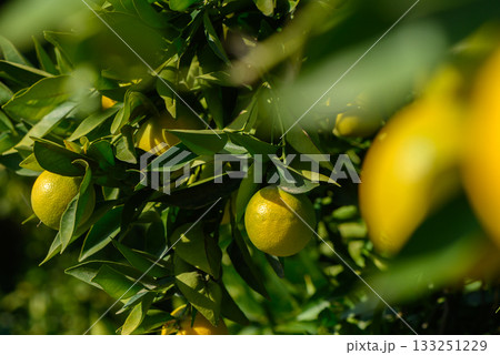 Lush citrus orchard bursting with vibrant fruit under golden sunlight in mid-autumn 133251229