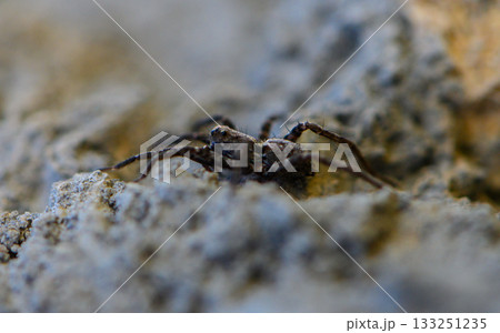 Close-up exploration of a spider navigating textured rocky surface in natural light Close-up exploration of a spider navigating textured rocky surface in natural light 133251235