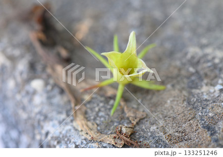 Unique green flower emerging from rocky terrain in a natural landscape 133251246