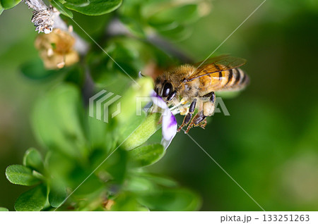 Delicate pollination by a honeybee on vibrant purple flowers in lush garden setting 133251263