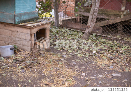 Cozy wooden doghouse in leafy backyard with sleeping dog and rustic surroundings Cozy wooden doghouse in leafy backyard with sleeping dog and rustic surroundings 133251323