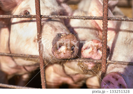Close-up of pigs behind rusty wire fence on a farm showing curious expressions Close-up of pigs behind rusty wire fence on a farm showing curious expressions 133251328