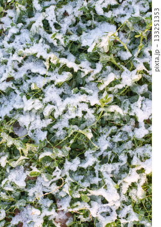 Early winter snow dusting on green grass with leaves showing through white frost 133251353