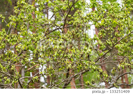 Frostbitten branches and leaves on an oak tree in the forest in spring, background Frostbitten branches and leaves on an oak tree in the forest in spring, background 133251409