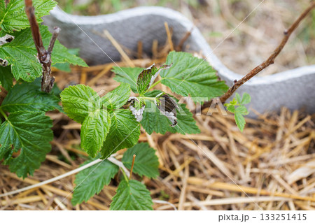 Frostbitten leaves and raspberry bushes spring, close-up Frostbitten leaves and raspberry bushes spring, close-up 133251415