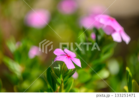 Beautiful pink flowers bloom abundantly in a vibrant green garden on a sunny day in spring Beautiful pink flowers bloom abundantly in a vibrant green garden on a sunny day in spring 133251471