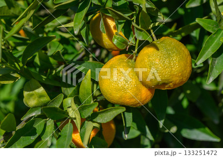 Ripe citrus fruits glistening under the sun in a vibrant garden Ripe citrus fruits glistening under the sun in a vibrant garden 133251472