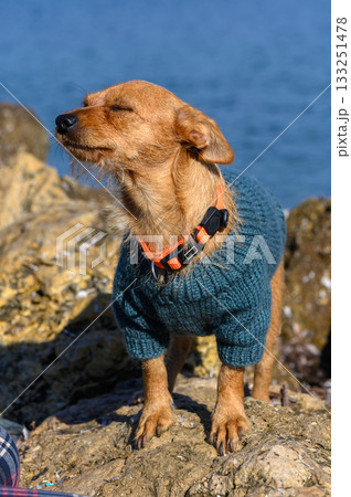 Charming dog enjoys a sunny day by the rocky coastline in a cozy sweater Charming dog enjoys a sunny day by the rocky coastline in a cozy sweater 133251478