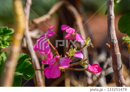 Vibrant pink flowers blooming among rustic branches in a serene garden setting Vibrant pink flowers blooming among rustic branches in a serene garden setting 133251479