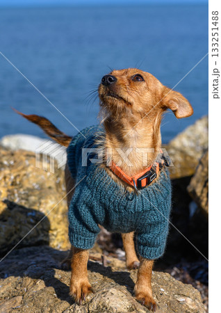 Small dog in cozy sweater explores rocky shore on a bright sunny day by the water 133251488