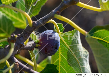 Fig ripening on a branch under warm sunlight in an orchard during late summer 133251497