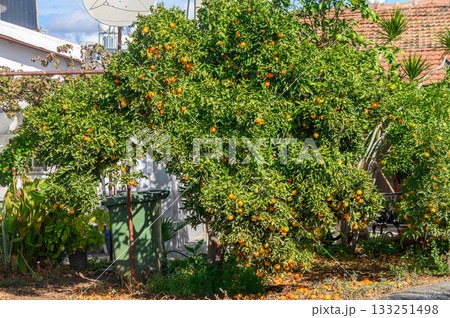 Fruit-laden orange tree thrives in a sunny backyard of a quaint neighborhood 133251498