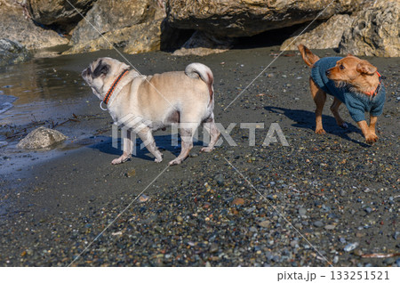Dogs enjoy a playful day at the beach under...の写真素材 [133251521] - PIXTA