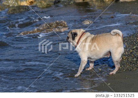 Playful pug explores the shore at sunset, enjoying a moment by the water edge Playful pug explores the shore at sunset, enjoying a moment by the water edge 133251525