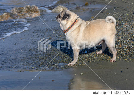 Pug enjoying a sunny day by the shore, observing the gentle waves and splashing water Pug enjoying a sunny day by the shore, observing the gentle waves and splashing water 133251527