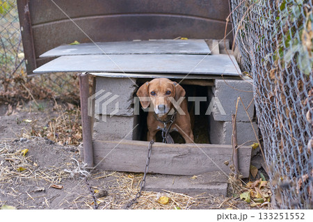 Small brown dog with metal chain in wooden doghouse outdoor setting near metal Small brown dog with metal chain in wooden doghouse outdoor setting near metal 133251552
