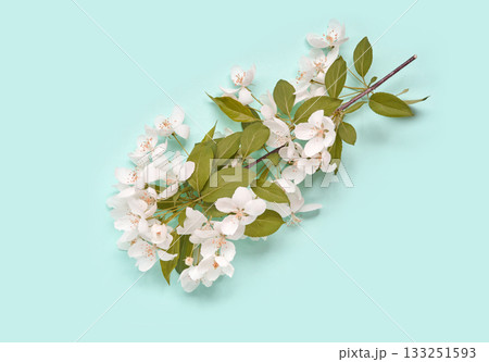 Branch of white blossoms with green leaves on light blue background 133251593